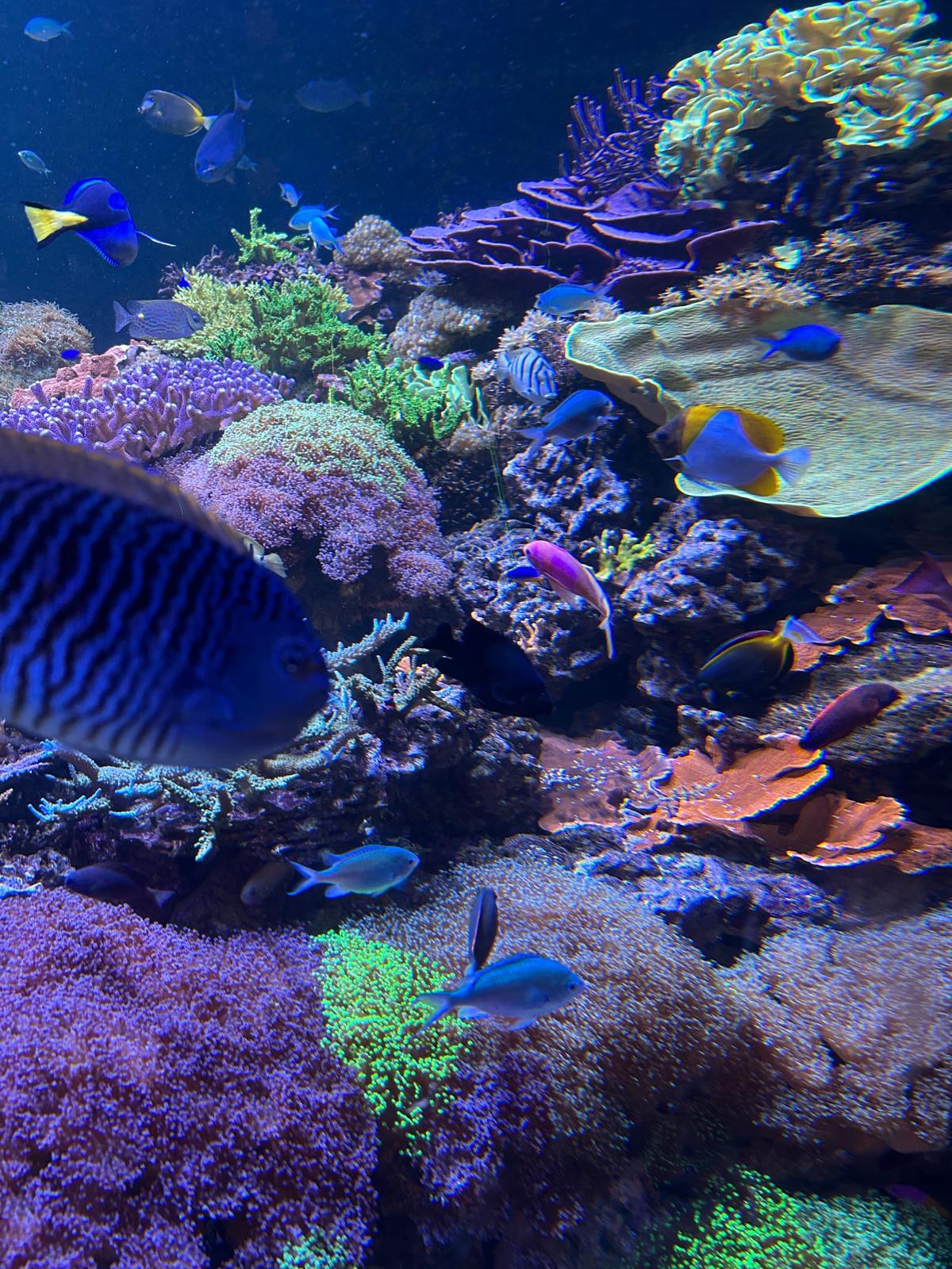 A vibrant living reef tank at the Frost Museum of Science in Miami — bright corals, blue fish, anemones in full color.